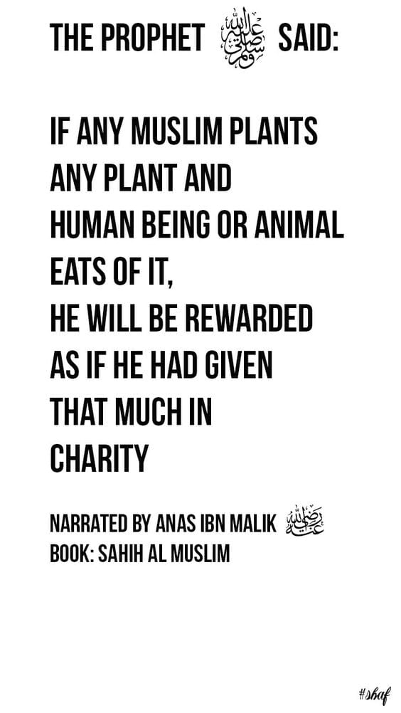 20+ Islamic Quotes on Charity-Aayahs and hadiths on Sadqah  