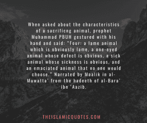 30 Islamic Quotes on Qurbani/Sacrifice and Eid ul Adha