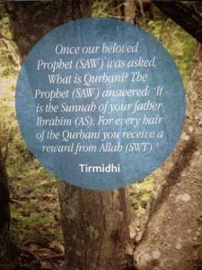 30 Islamic Quotes on Qurbani/Sacrifice and Eid ul Adha