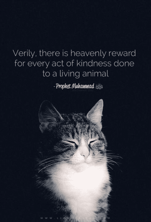 20 Islamic Quotes On Kindness To Animals