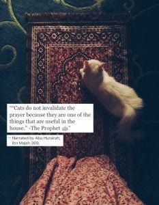 20 Islamic Quotes On Kindness To Animals  