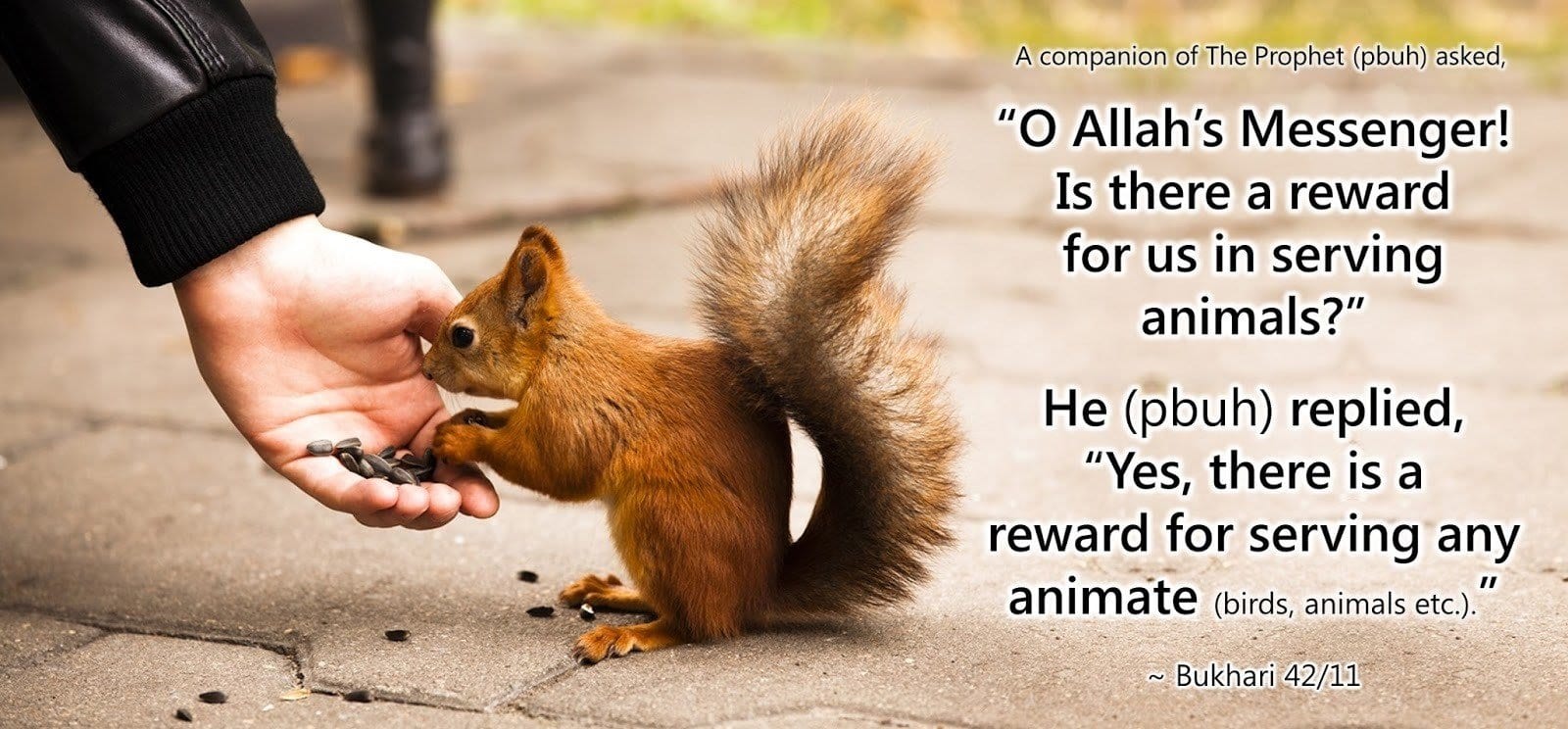 20 Islamic Quotes On Kindness To Animals