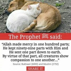 20 Islamic Quotes On Kindness To Animals  