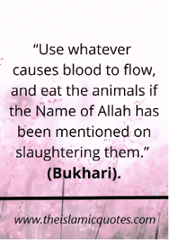 Complete List of Halal and Haram Food Items in Islam Complete List of Halal and Haram Food Items in Islam