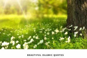 10 Islamic Quotes on Nature & The Concept of Nature in Islam  