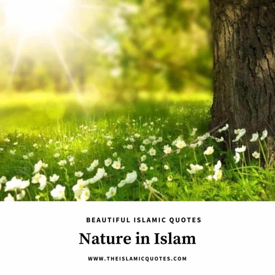 10 Islamic Quotes on Nature & The Concept of Nature in Islam  