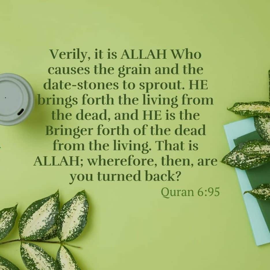 10 Islamic Quotes on Nature & The Concept of Nature in Islam  