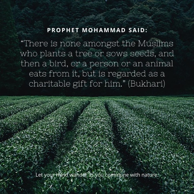 10 Islamic Quotes on Nature & The Concept of Nature in Islam  