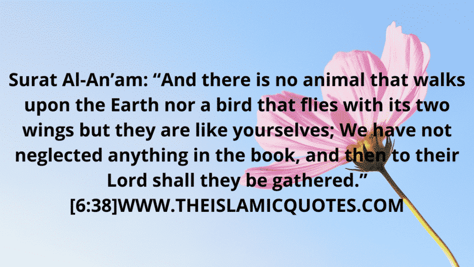 10 Islamic Quotes on Nature & The Concept of Nature in Islam  