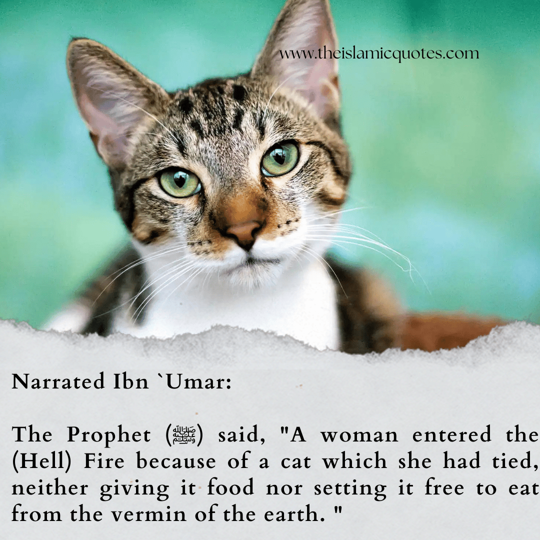 Pets in Islam Complete Guide on What’s Allowed & What’s Not