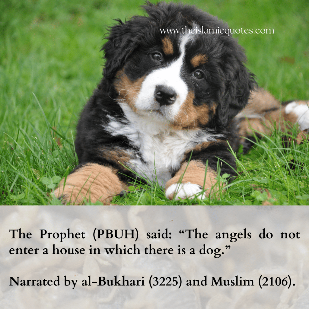 Pets in Islam - Complete Guide on What's Allowed & What's Not  