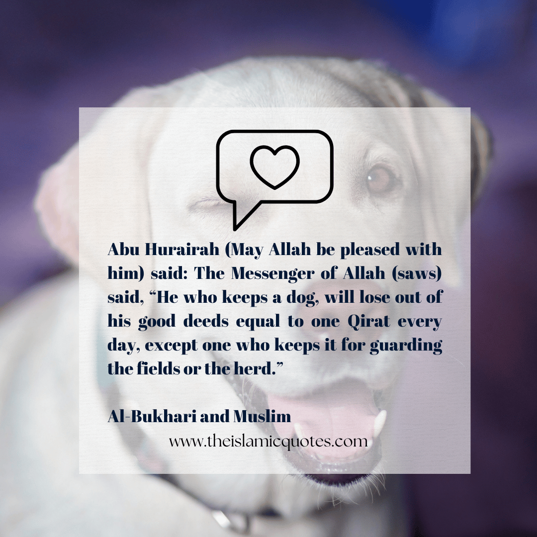 Pets in Islam Complete Guide on What’s Allowed & What’s Not
