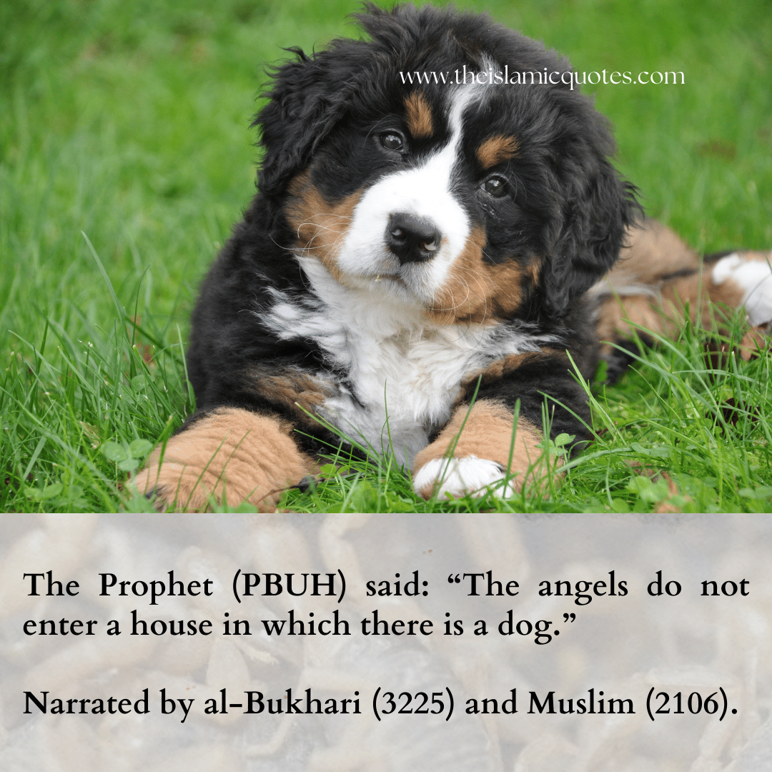 Pets in Islam Complete Guide on What’s Allowed & What’s Not