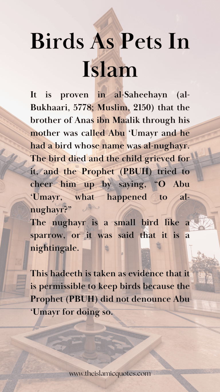 Pets in Islam Complete Guide on What’s Allowed & What’s Not