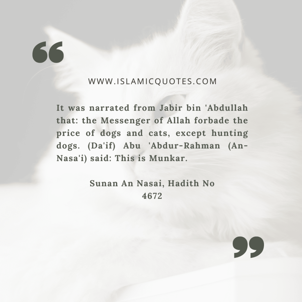 Pets in Islam - Complete Guide on What's Allowed & What's Not  