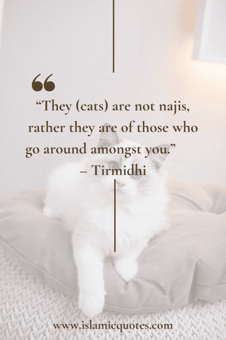 Pets in Islam Complete Guide on What’s Allowed & What’s Not