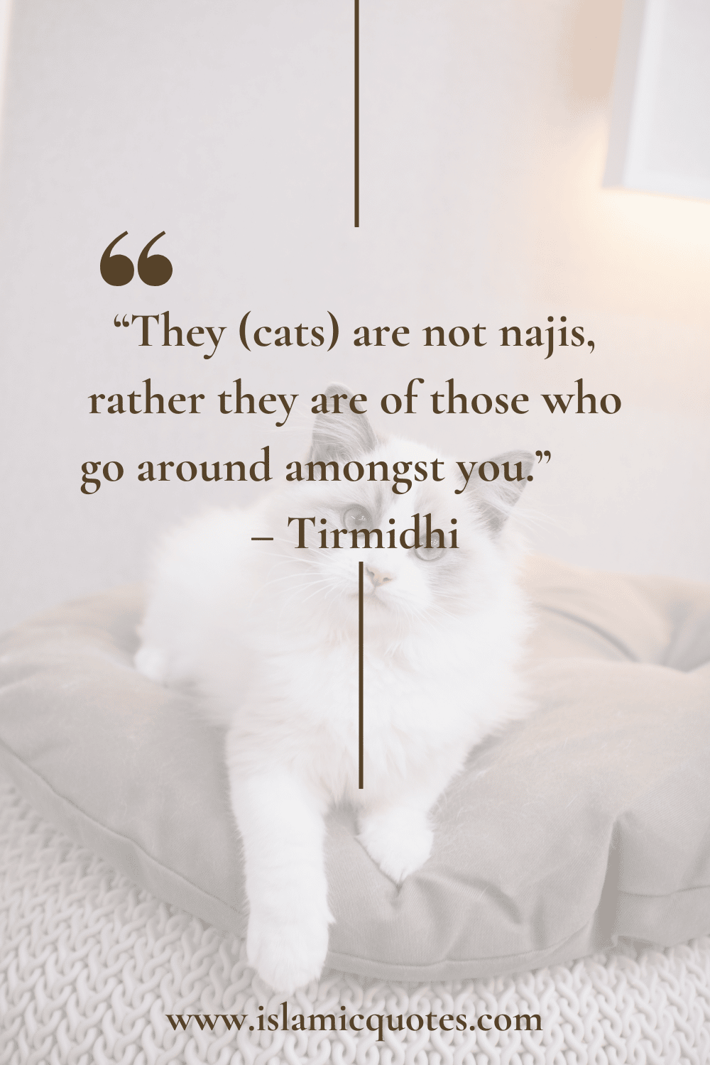 Pets in Islam Complete Guide on What’s Allowed & What’s Not